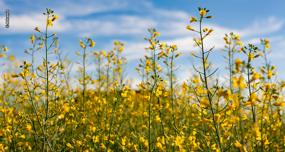 Com semente 100% produzida no Brasil, cultivo de canola pode decolar como biocombustível ao setor aéreo