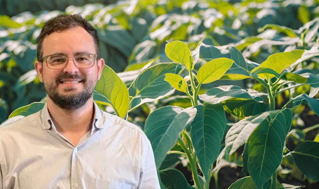 Por que os fertilizantes foliares de suspensão concentrada são tecnologias premium na nutrição dos cultivos?