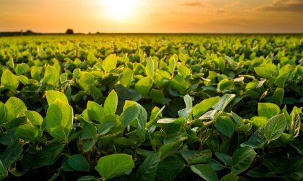 Bionematicida reduz em até 65% número de nematoides em lavouras