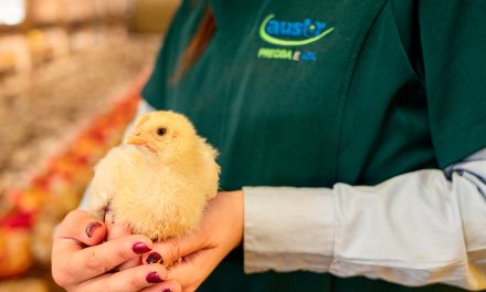 Uniformidade dos lotes ajuda a maximizar a produção e a rentabilidade na avicultura