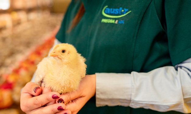 Uniformidade dos lotes ajuda a maximizar a produção e a rentabilidade na avicultura