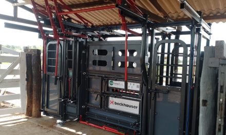 Escolha de equipamento de contenção bovina começa com o entendimento das necessidades do pecuarista e da fazenda
