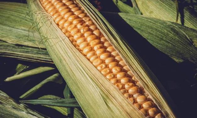 Matopiba ultrapassa 9 milhões de toneladas de milho e acende alerta para o Seguro Rural