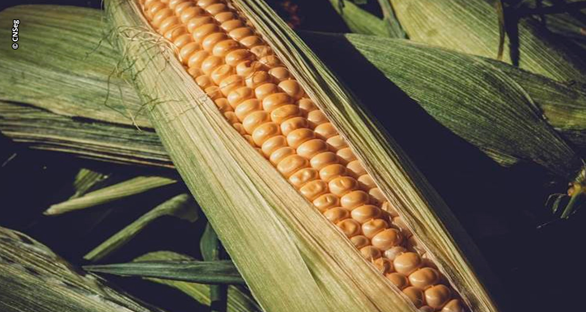Matopiba ultrapassa 9 milhões de toneladas de milho e acende alerta para o Seguro Rural