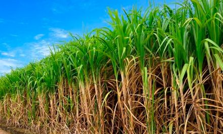 Pré-maturadores nutricionais: estratégia sustentável para o aumento da qualidade e produtividade da cana-de-açúcar