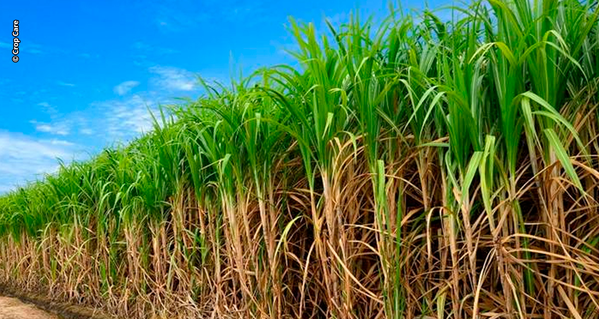 Pré-maturadores nutricionais: estratégia sustentável para o aumento da qualidade e produtividade da cana-de-açúcar