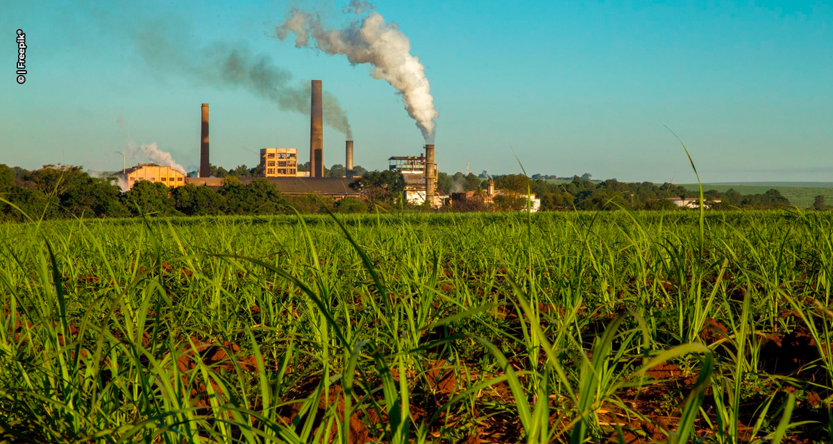 CTC registra lucro recorde de R$ 175,7 milhões na safra 2024/25 e amplia investimentos em inovação