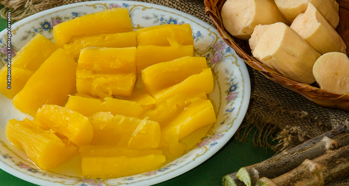 Mandioca no Cerrado: inovação que alimenta e gera renda