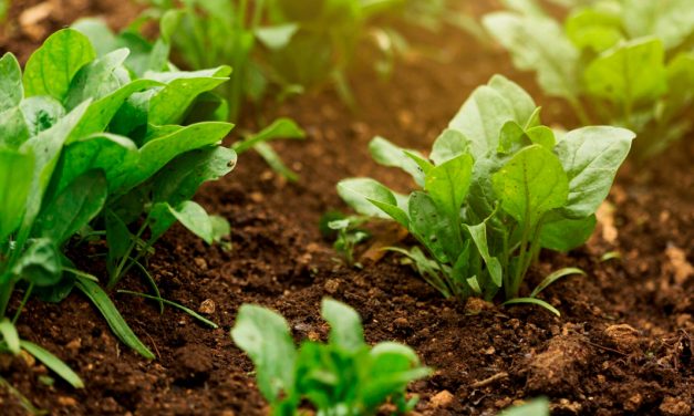 Especialista aposta na IG como saída real para fortalecer a agricultura familiar