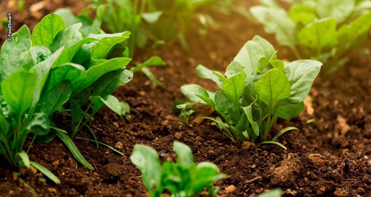 Especialista aposta na IG como saída real para fortalecer a agricultura familiar