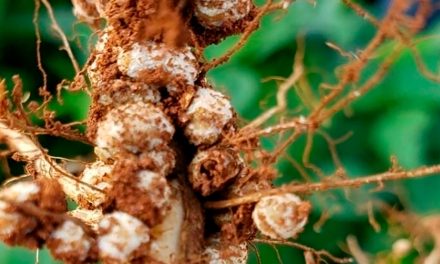 ICL lança Bioz Tônus, nova geração em nutrição para maximizar o nitrogênio nas lavouras