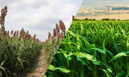 Safra 2025/26 de milho e sorgo no MT apresenta boas perspectivas, mas exige atenção redobrada do agricultor