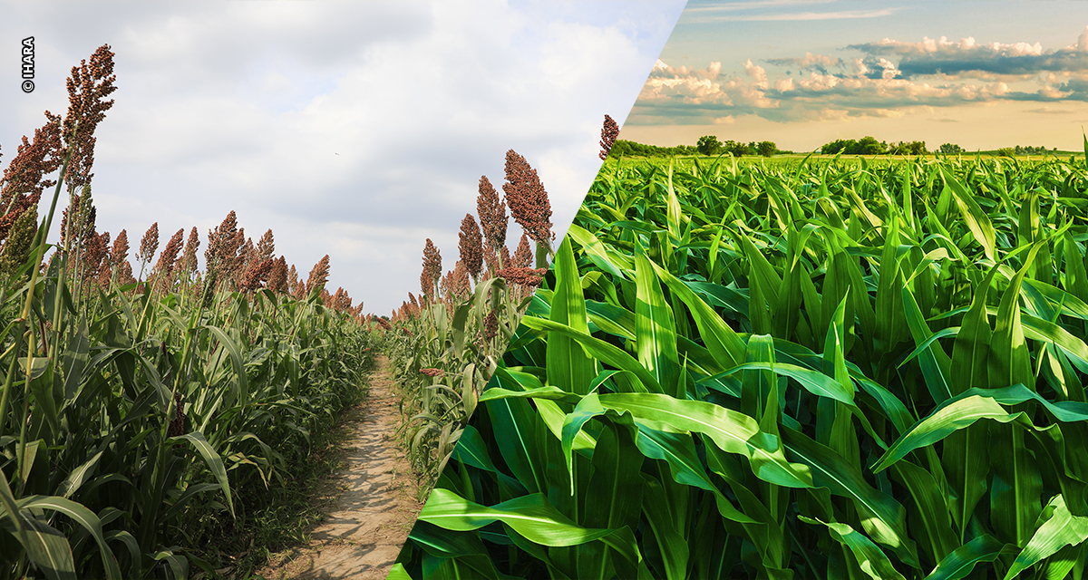 Safra 2025/26 de milho e sorgo no MT apresenta boas perspectivas, mas exige atenção redobrada do agricultor