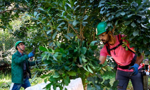 Cultivo de erva-mate do Paraná vira Patrimônio Agrícola Mundial das Nações Unidas