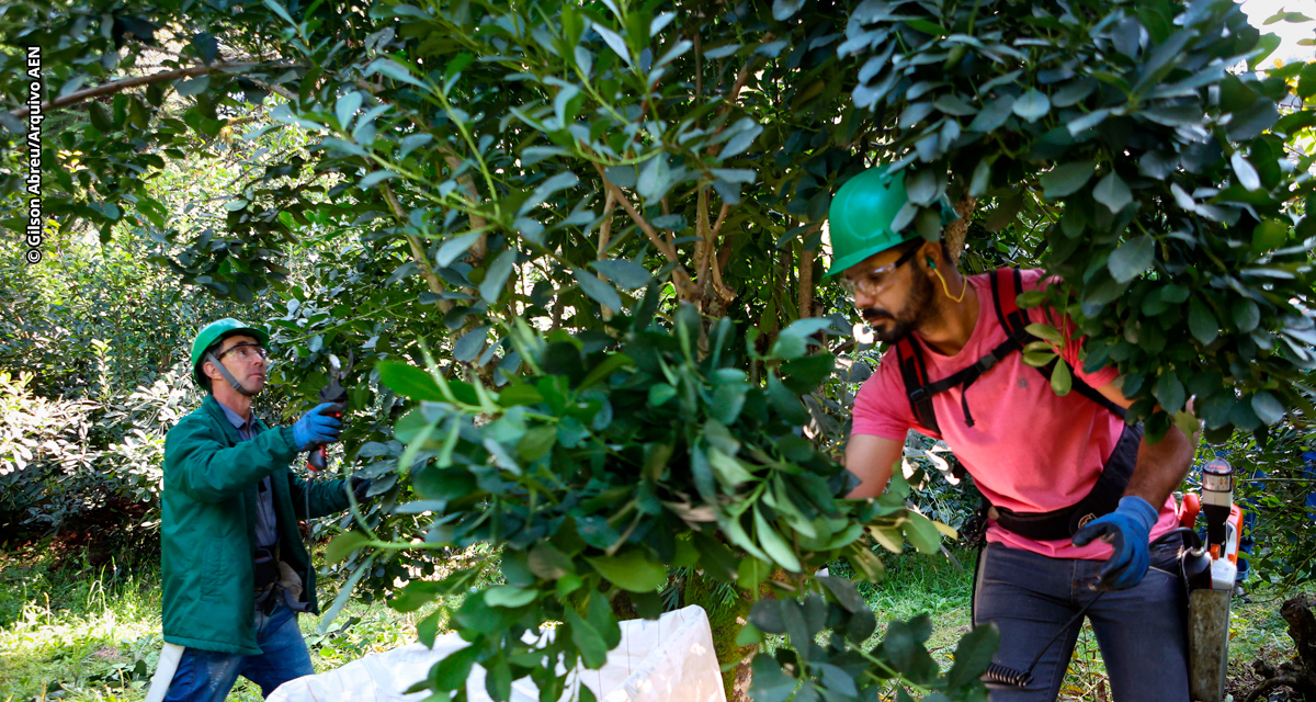 Cultivo de erva-mate do Paraná vira Patrimônio Agrícola Mundial das Nações Unidas
