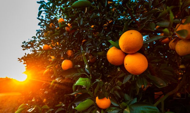 Com safra de laranja 2025/26 em alta, SP reforça ações para fortalecer a citricultura