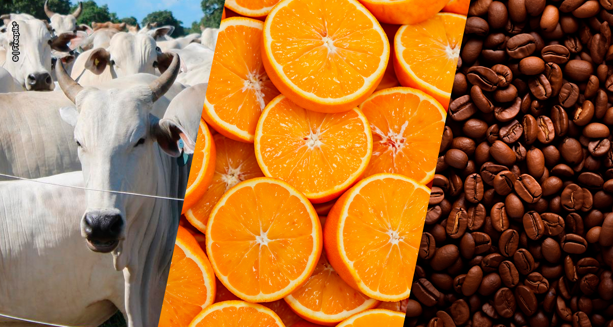 Agro paulista registra superávit de US$ 6,72 bilhões com bom desempenho da carne bovina, suco de laranja e café