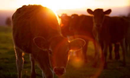 OMSA reconhece o Brasil como zona livre de Febre Aftosa sem vacinação