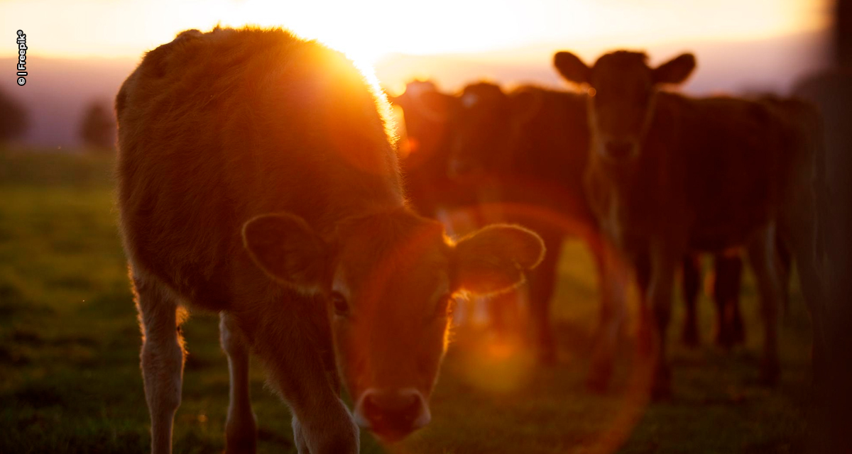 OMSA reconhece o Brasil como zona livre de Febre Aftosa sem vacinação