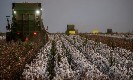 Soluções de alto desempenho para o algodão são destaques no Cotton Day