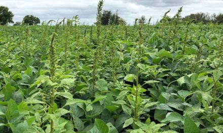 Caruru-palmeri preocupa agricultores e exige manejo integrado nas lavouras brasileiras