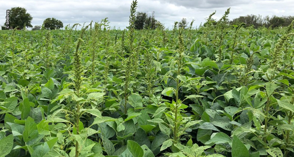 Caruru-palmeri preocupa agricultores e exige manejo integrado nas lavouras brasileiras