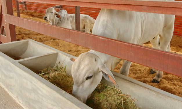 Pesquisa sobre uso da palma forrageira na alimentação animal pode baratear ração e impulsionar produção de leite e carne no Nordeste