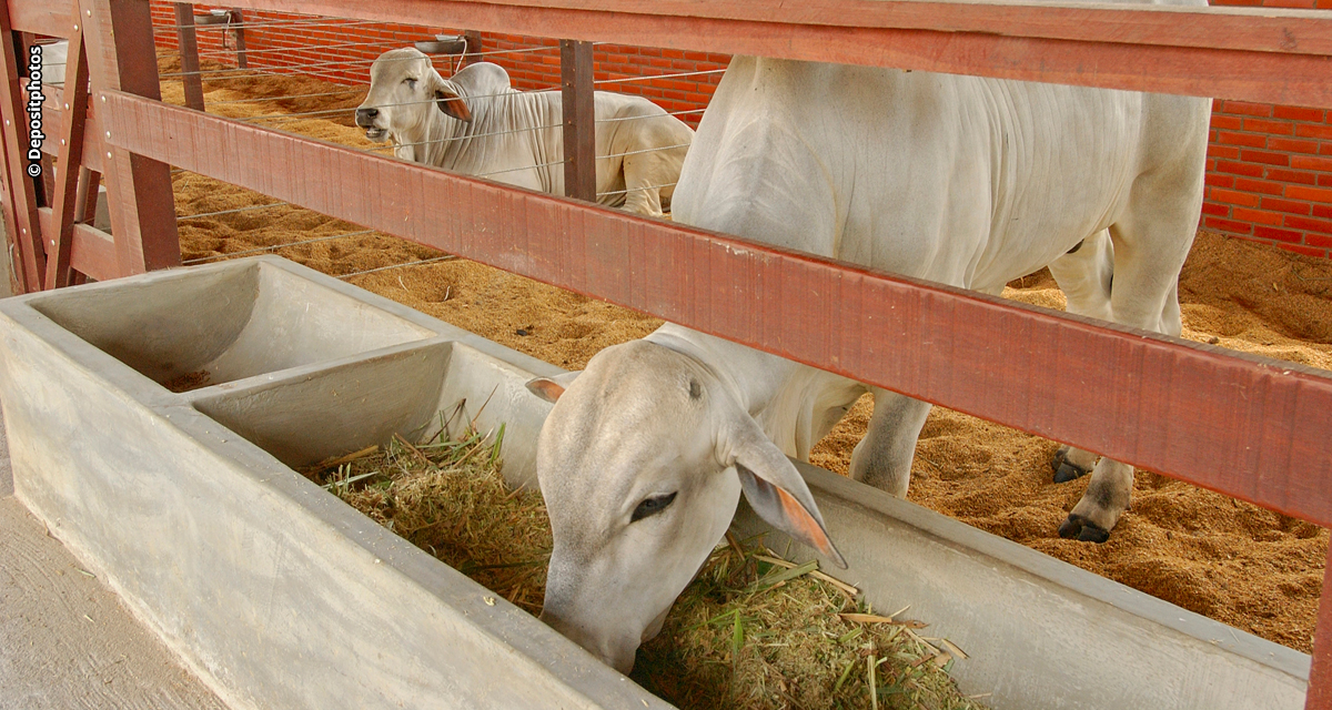 Pesquisa sobre uso da palma forrageira na alimentação animal pode baratear ração e impulsionar produção de leite e carne no Nordeste