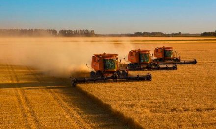 MIRAVIS® Xtra, fungicida da Syngenta, recebe registro para proteger a cultura do trigo contra manchas e ferrugem