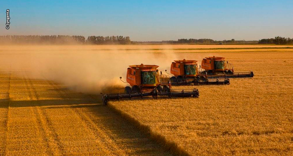 MIRAVIS® Xtra, fungicida da Syngenta, recebe registro para proteger a cultura do trigo contra manchas e ferrugem