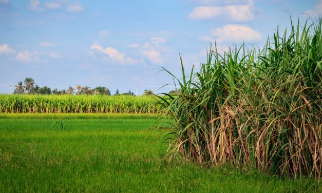 Inteligência artificial reduz em até 8% os custos da lavoura de cana-de-açúcar com defensivos agrícolas
