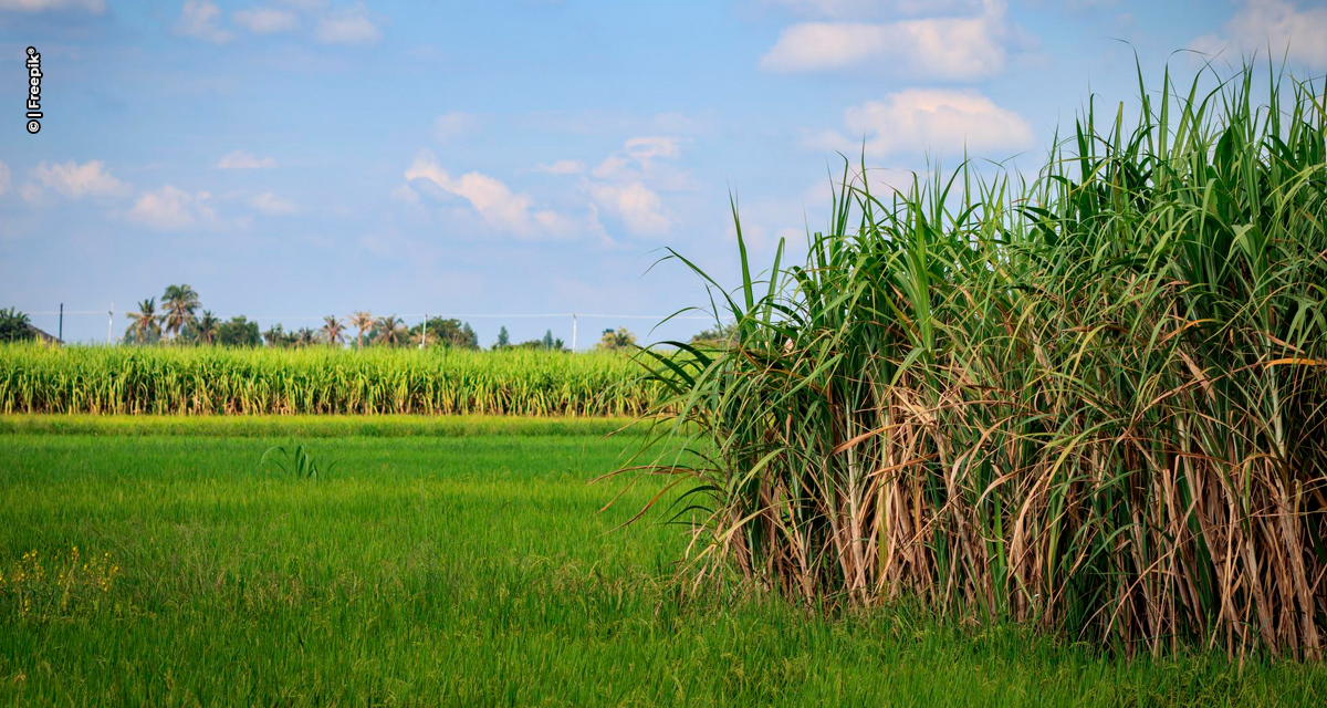 Inteligência artificial reduz em até 8% os custos da lavoura de cana-de-açúcar com defensivos agrícolas
