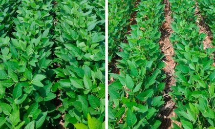 Tecnologia da TMF Fertilizantes entrega maior produtividade e resposta ao NPK com aplicação simplificada