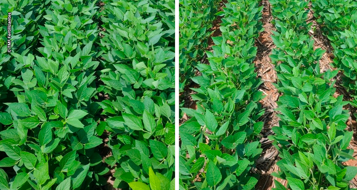 Tecnologia da TMF Fertilizantes entrega maior produtividade e resposta ao NPK com aplicação simplificada