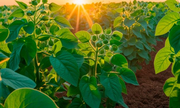 Fertilizantes funcionais reduzem perdas no campo pelo estresse climático