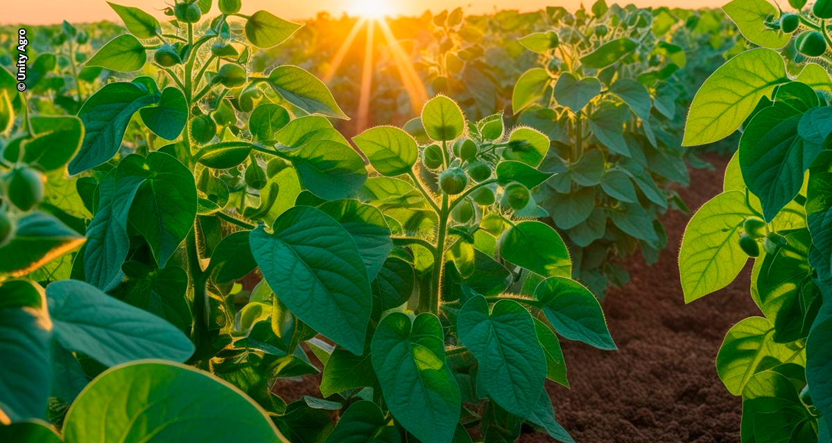 Fertilizantes funcionais reduzem perdas no campo pelo estresse climático