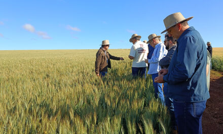 Indústria moageira aposta no Cerrado para ampliar a produção de trigo nacional