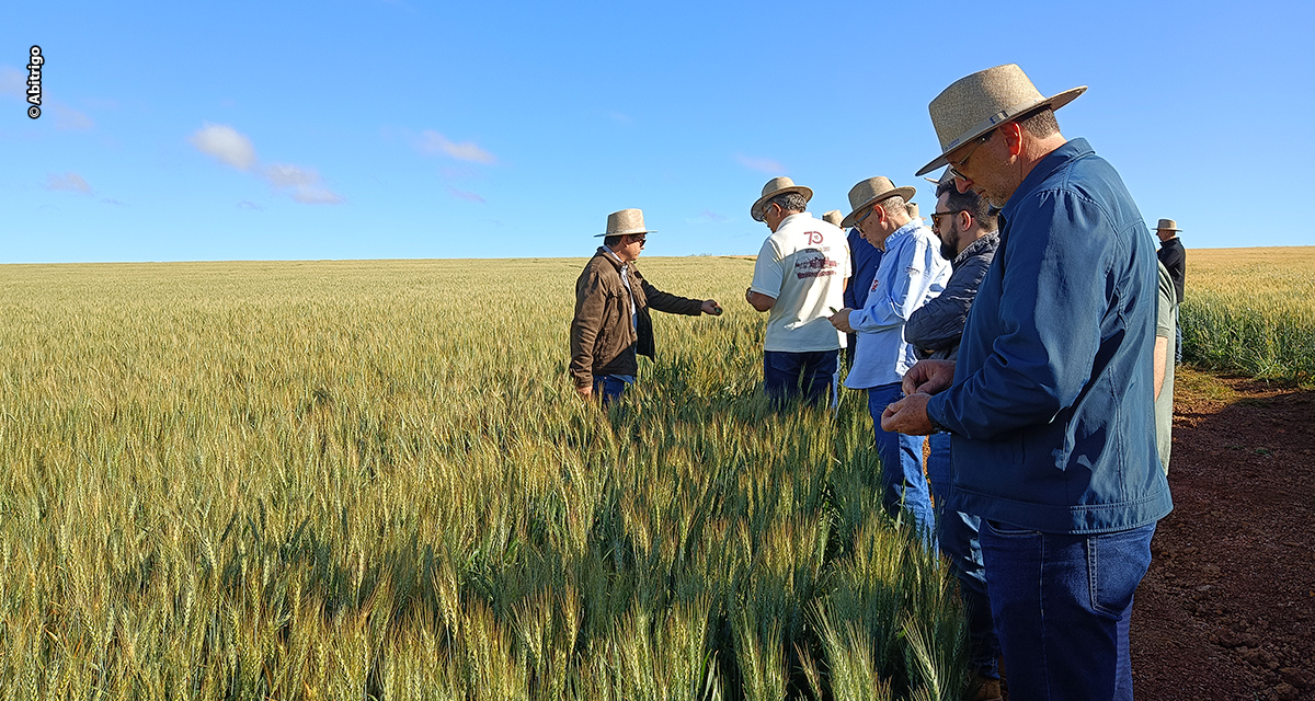 Indústria moageira aposta no Cerrado para ampliar a produção de trigo nacional