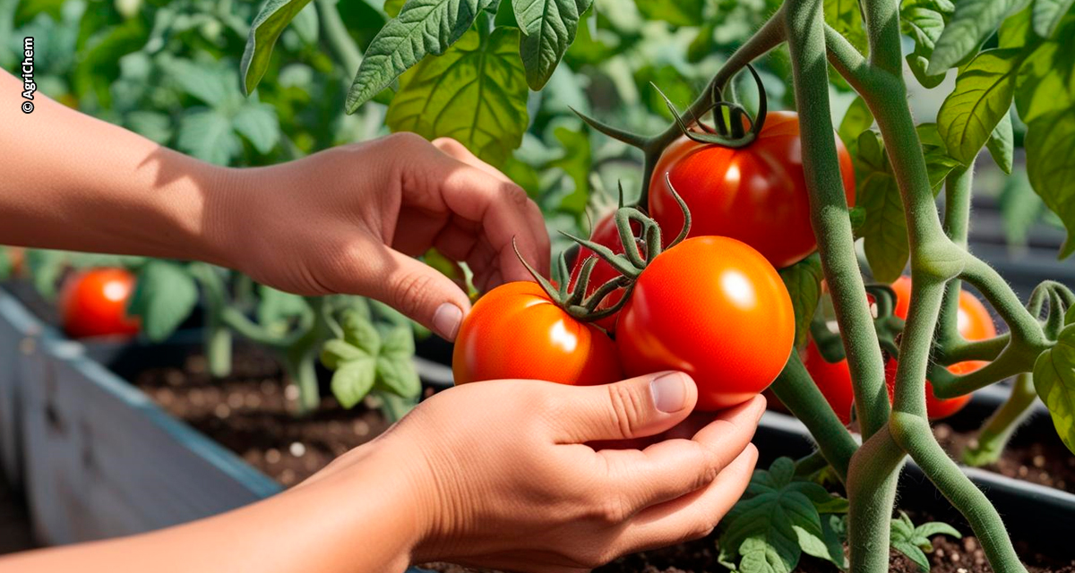 30ª Hortitec: Agrichem celebra 25 anos de inovação com lançamentos e tecnologias de ponta para nutrição vegetal