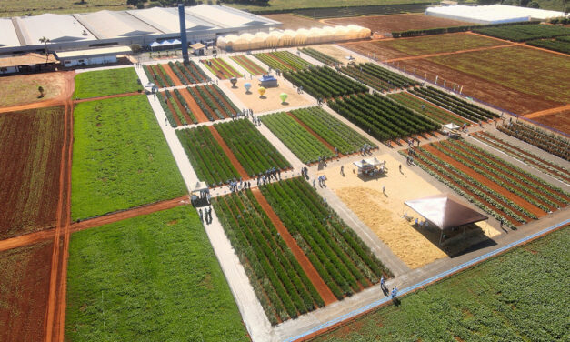 Open Field Day 2025 começa na próxima quarta-feira (25/06) e destaca lançamentos e tecnologias para horticultura