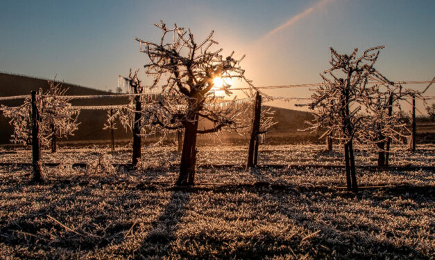 Aminoácidos minimizam impactos do frio em hortifrútis