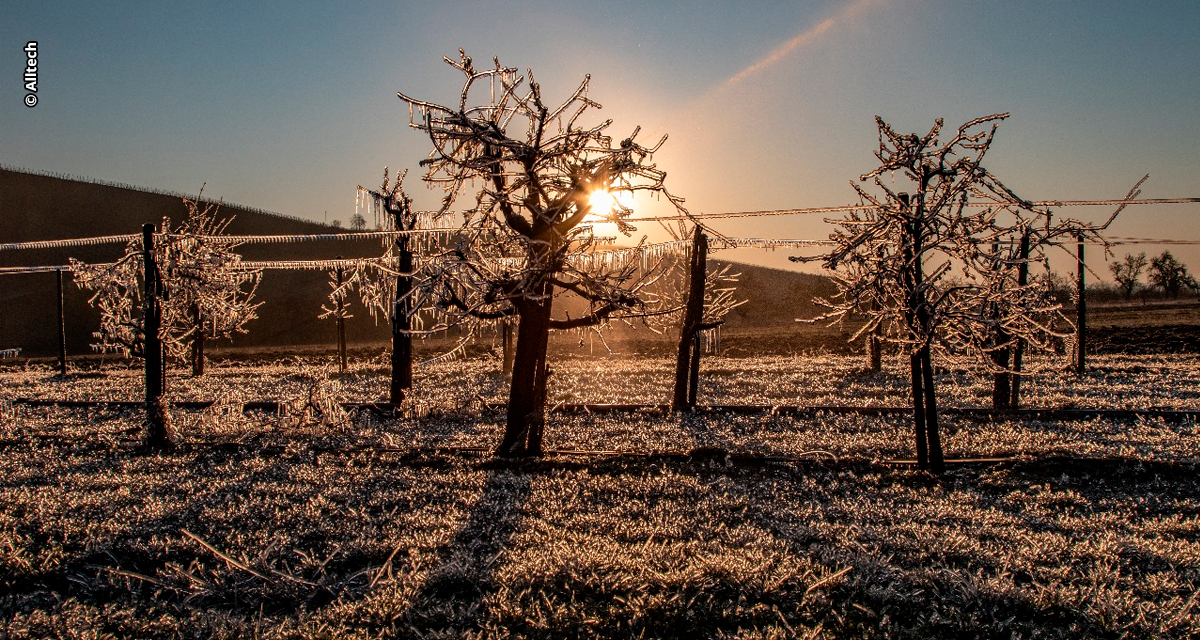 Aminoácidos minimizam impactos do frio em hortifrútis