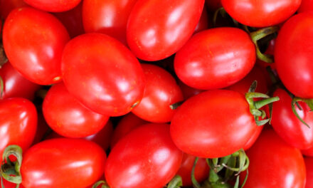 Produtividade do tomate aumenta mais de 10% com biotecnologias inovadoras
