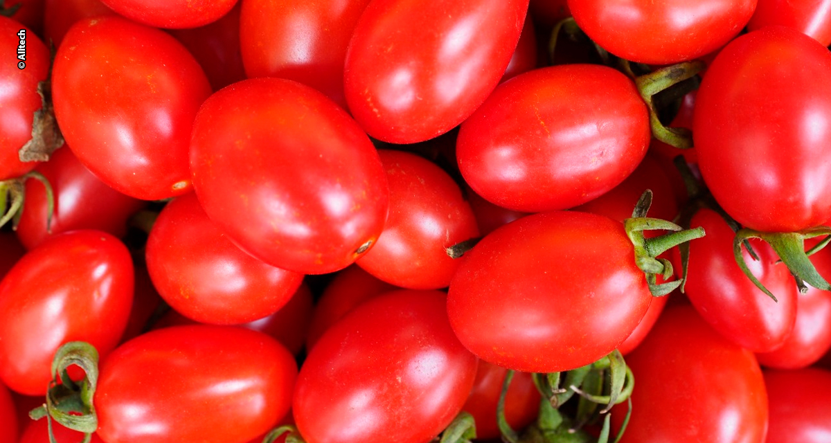Produtividade do tomate aumenta mais de 10% com biotecnologias inovadoras