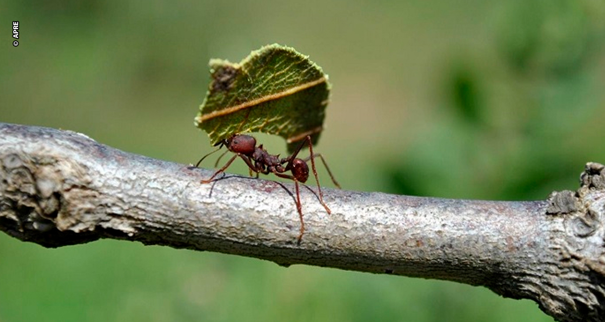 Formigas cortadeiras ameaçam setor florestal