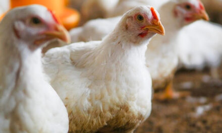 Embargo nacional ao frango brasileiro ameaça perdas de até US$ 380 milhões por mês