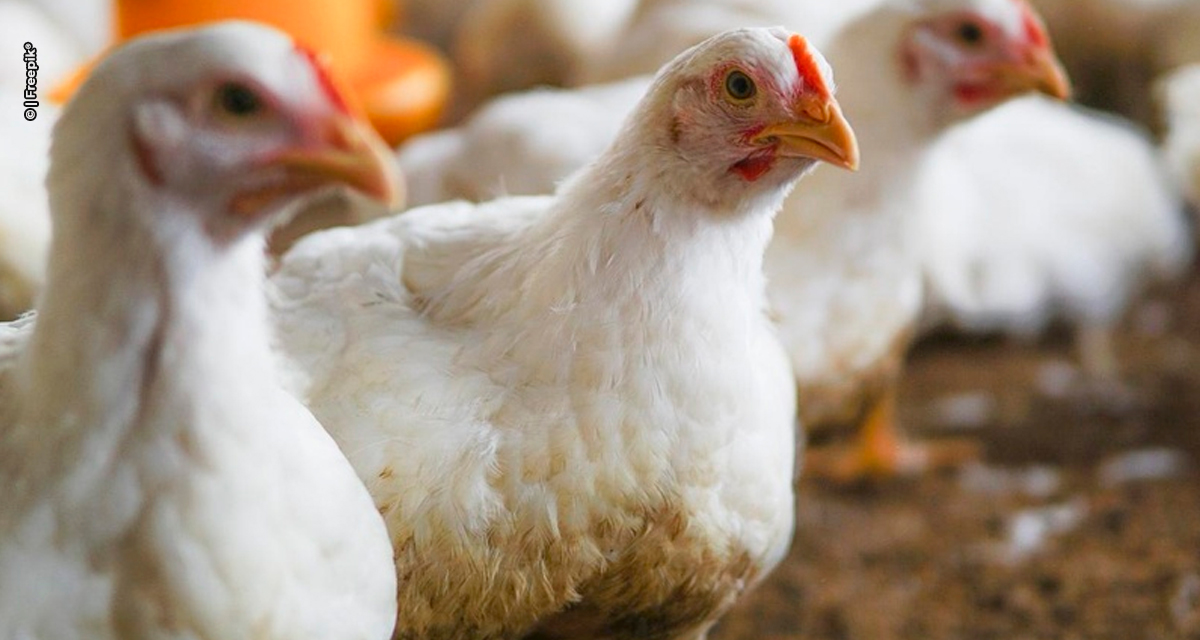 Embargo nacional ao frango brasileiro ameaça perdas de até US$ 380 milhões por mês