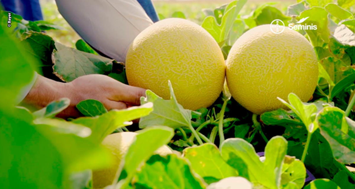 Bayer apresenta novas soluções de manejo e cultivares na 30ª Hortitec