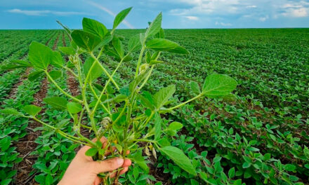 BIOTROP celebra o equivalente a 41 milhões de hectares tratados com suas tecnologias biológicas