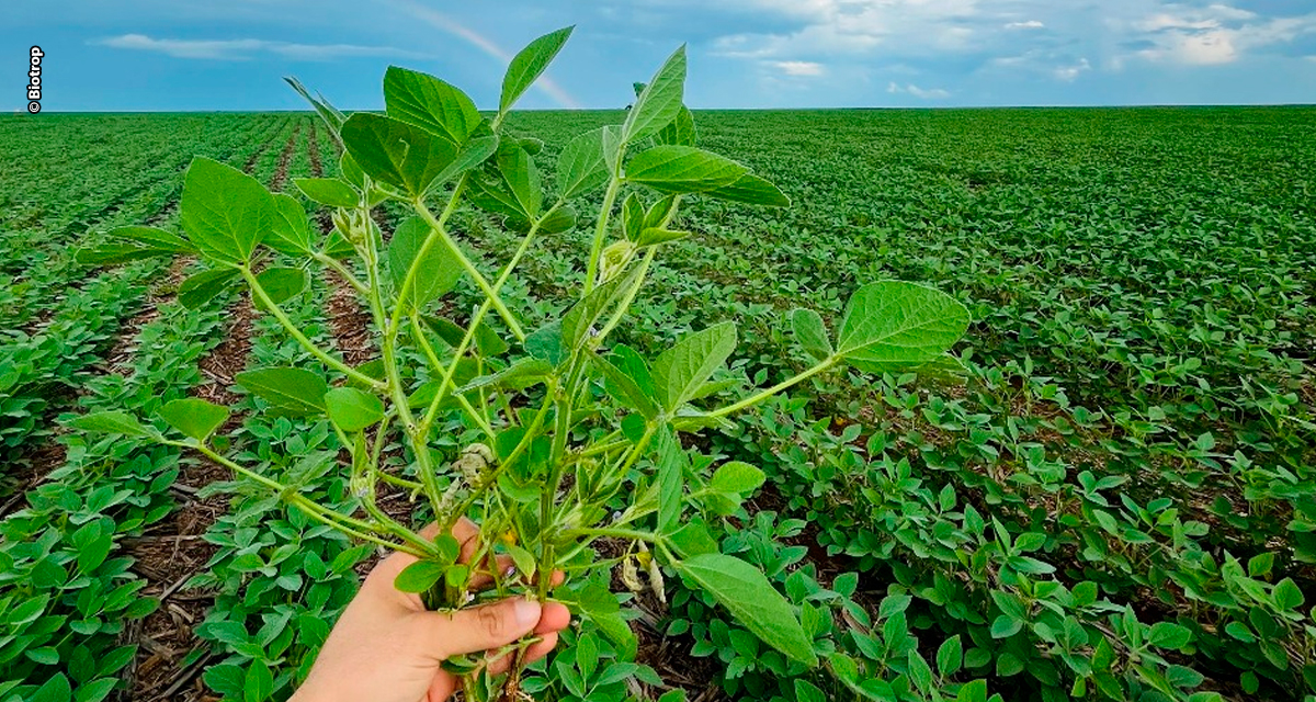 BIOTROP celebra o equivalente a 41 milhões de hectares tratados com suas tecnologias biológicas